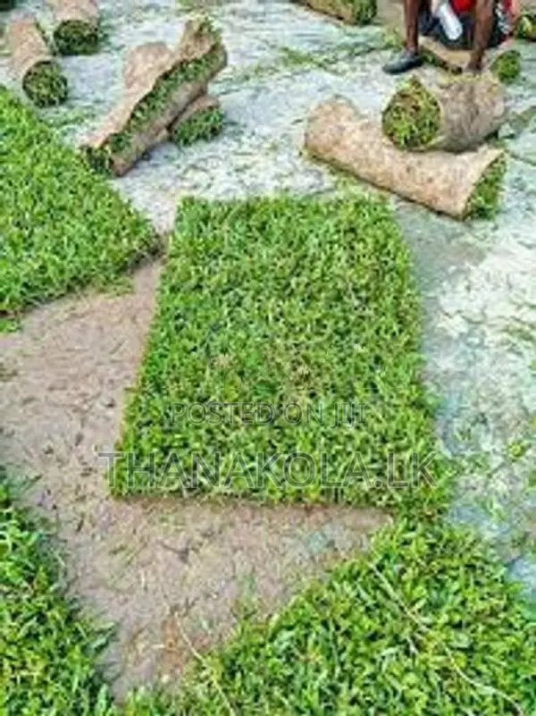 තණකොළ පිඩලි