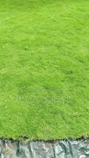 තණකොළ පිඩලි