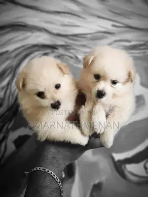 Pomanarion Puppy