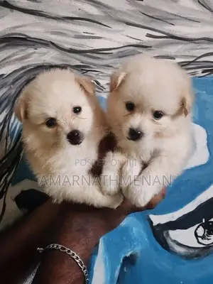 Pomanarion Puppy