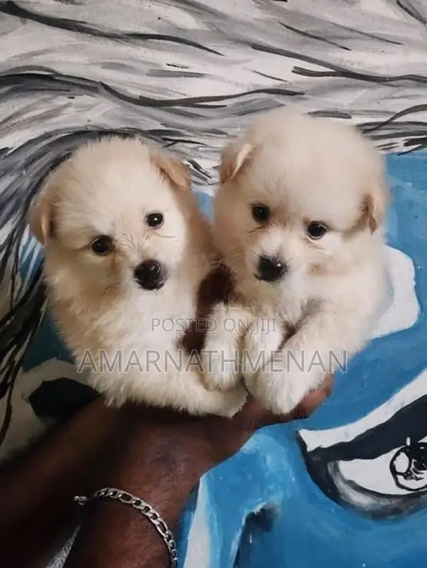 Pomanarion Puppy