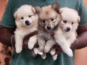 Pomanarion Puppy