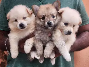 Pomanarion Puppy