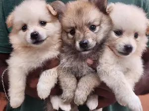 Pomanarion Puppy