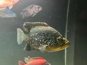 Diamond Cichlid