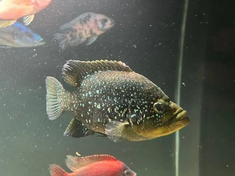 Diamond Cichlid