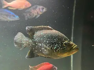 Diamond Cichlid