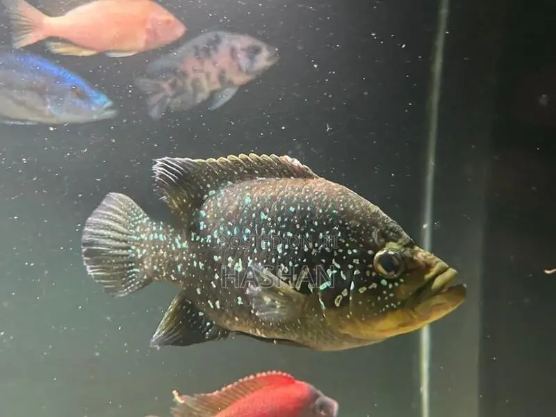 Diamond Cichlid