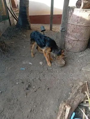 German Shepherd