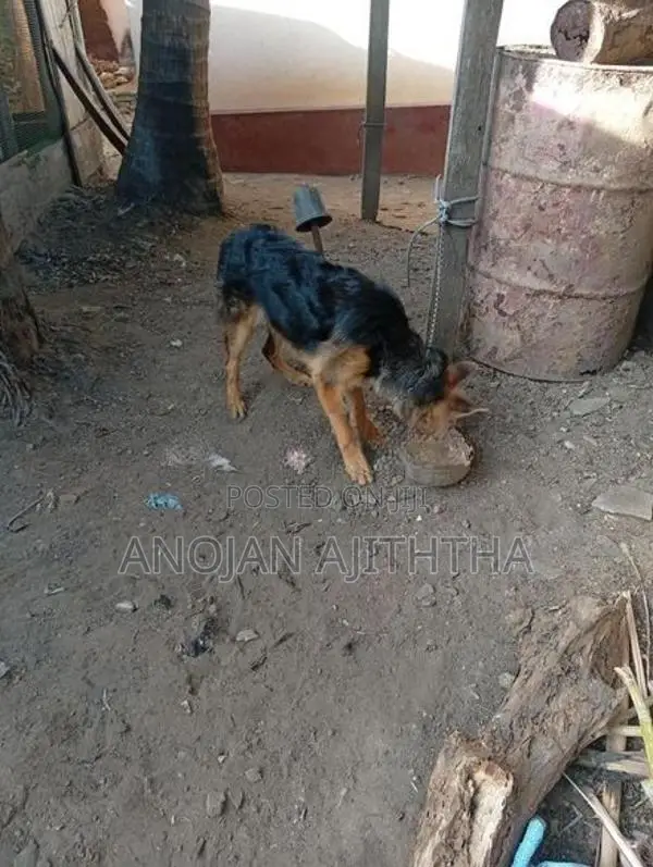 German Shepherd