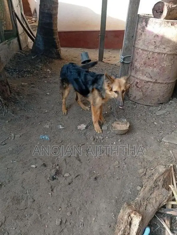 German Shepherd
