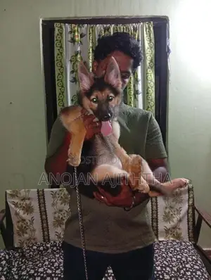 German Shepherd