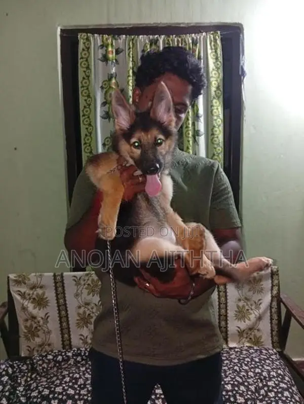 German Shepherd