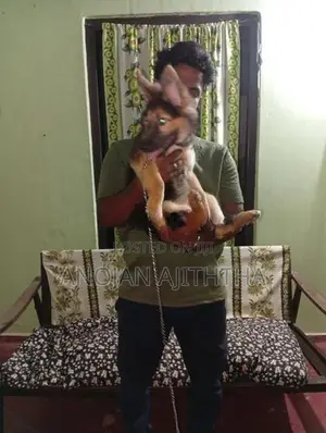 German Shepherd