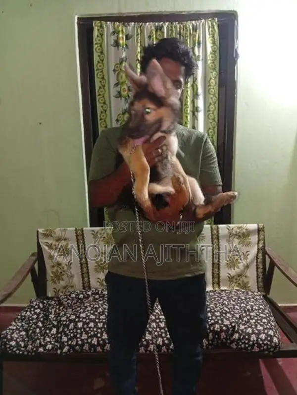 German Shepherd