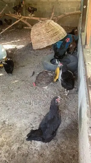 முட்டையிடும் நட்டுக்கோழிப்பேடு