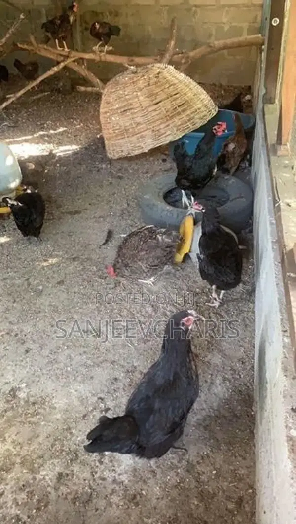 முட்டையிடும் நட்டுக்கோழிப்பேடு