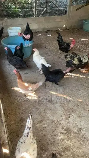முட்டையிடும் நட்டுக்கோழிப்பேடு