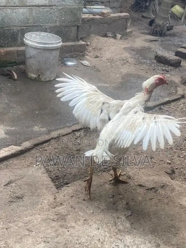 Aseel