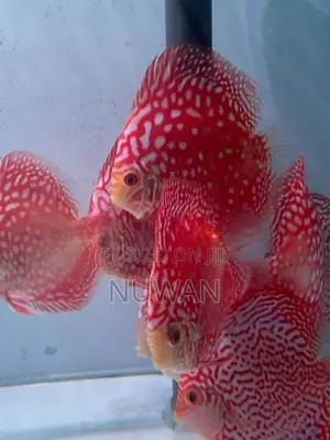 Discus Fish