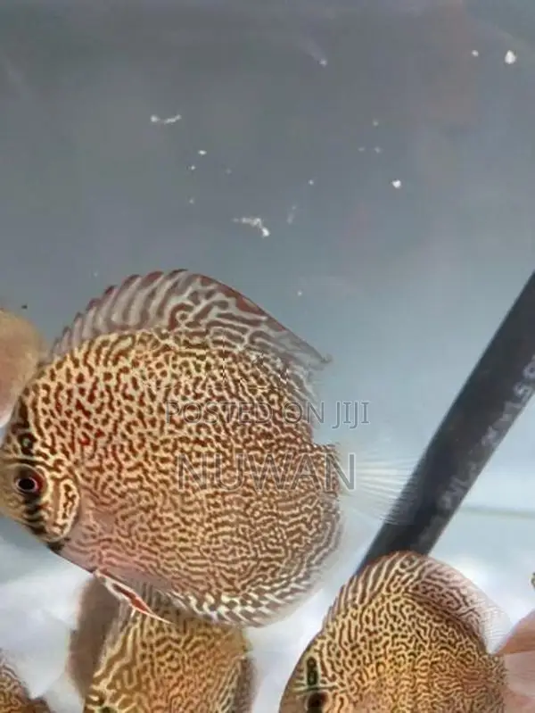 Discus Fish