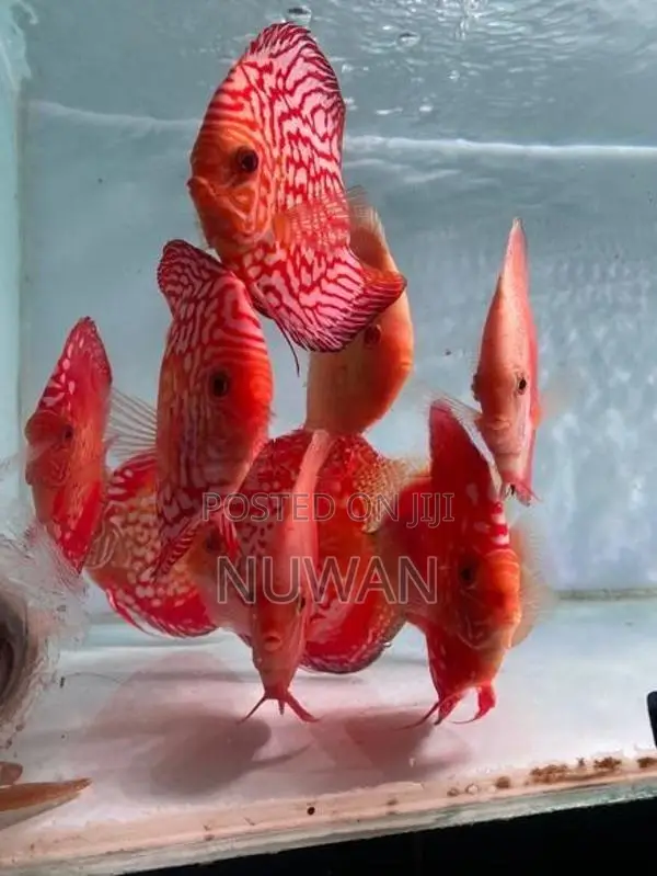 Discus Fish