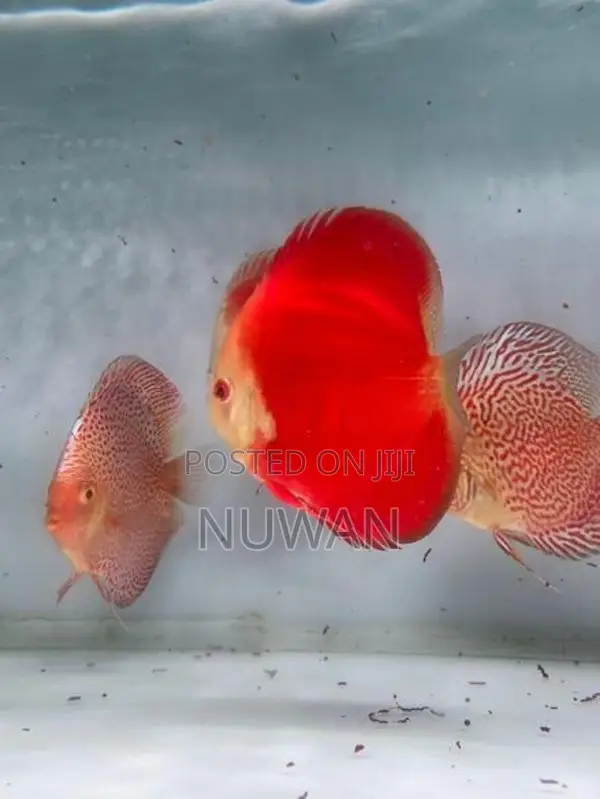 Discus Fish