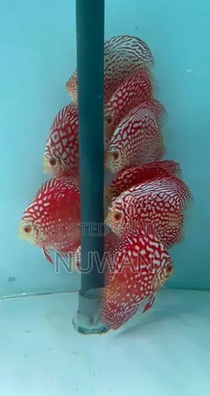 Discus Fish