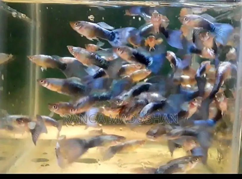 Mix Guppy....