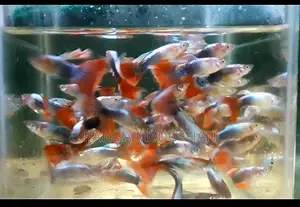 Mix Guppy....