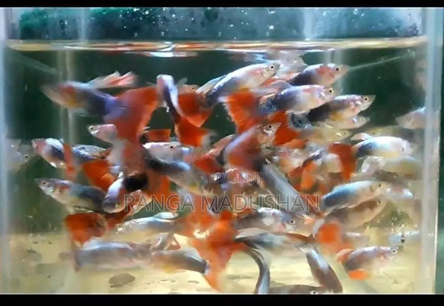 Mix Guppy....