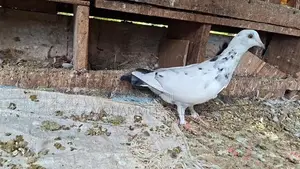 Pigeon
