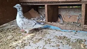 Pigeon