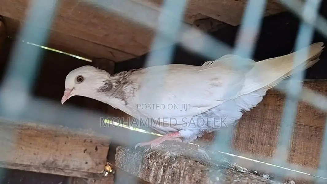 Pigeon