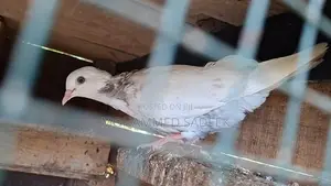 Pigeon
