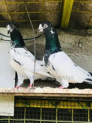 Original Tedy Pigeon