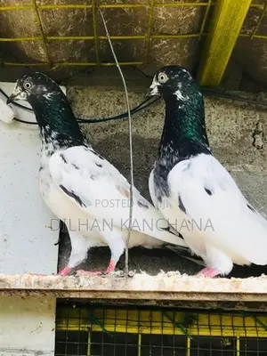 Original Tedy Pigeon