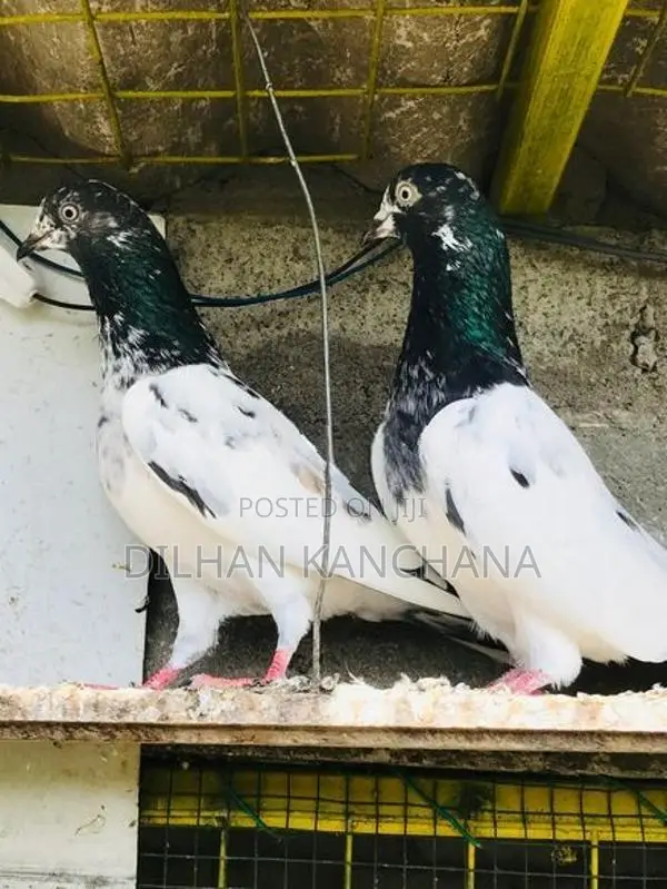 Original Tedy Pigeon