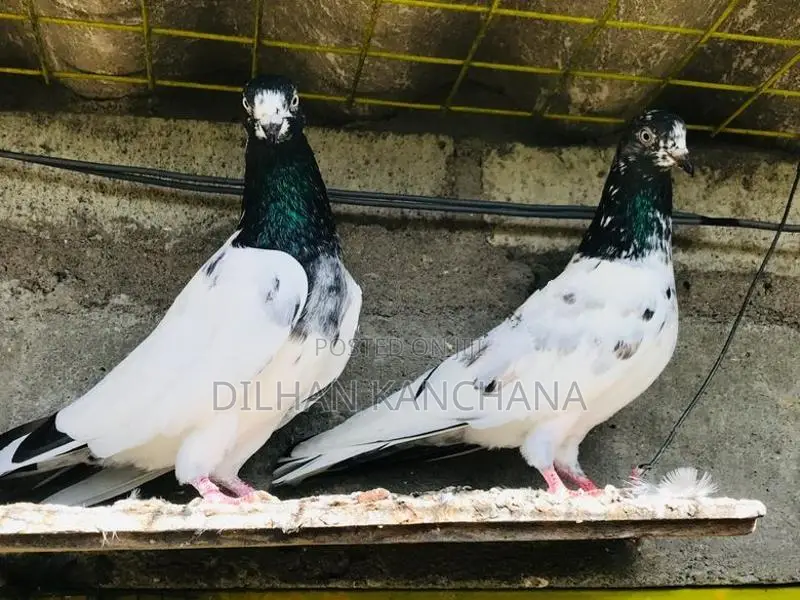 Original Tedy Pigeon