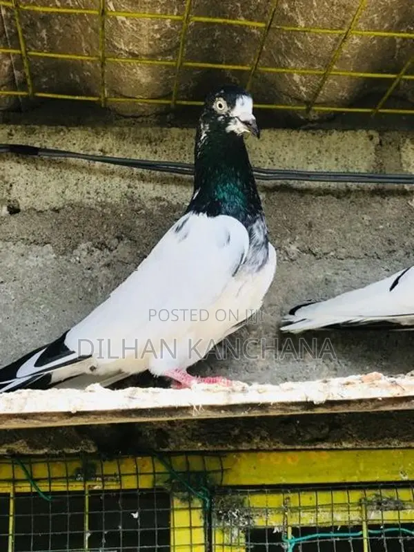 Original Tedy Pigeon