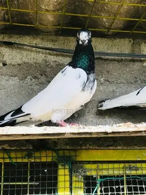 Original Tedy Pigeon