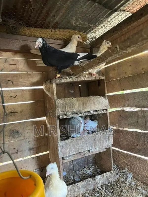 " Healthy Pigeons Kurunegala Hettipola