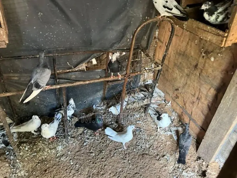 " Healthy Pigeons Kurunegala Hettipola