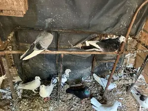 " Healthy Pigeons Kurunegala Hettipola