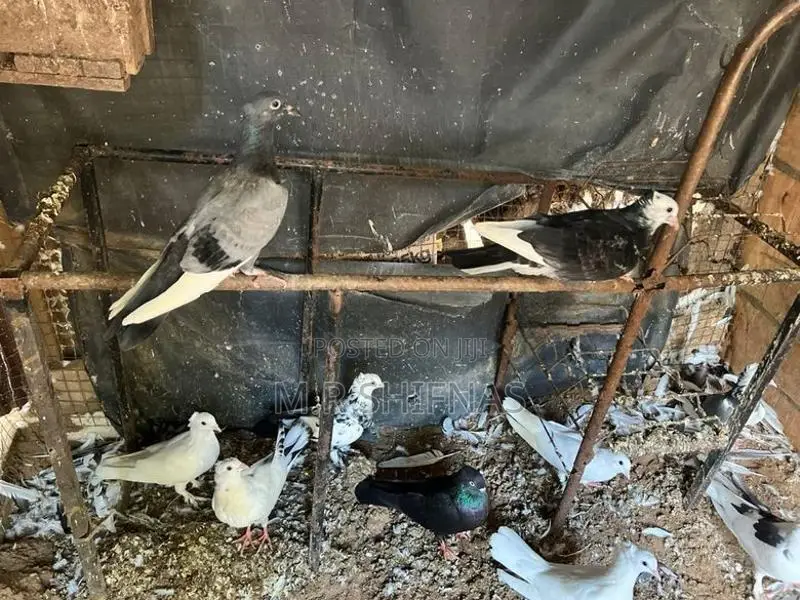 " Healthy Pigeons Kurunegala Hettipola