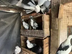 " Healthy Pigeons Kurunegala Hettipola