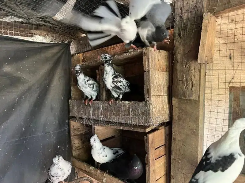 " Healthy Pigeons Kurunegala Hettipola