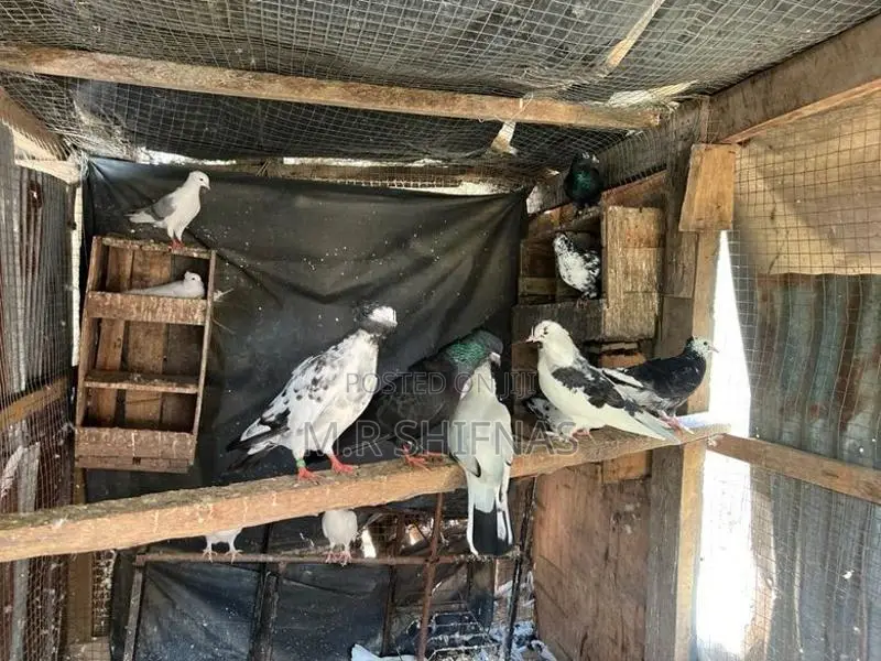 " Healthy Pigeons Kurunegala Hettipola