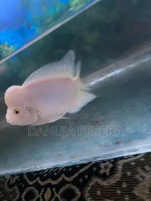 Flowerhorn