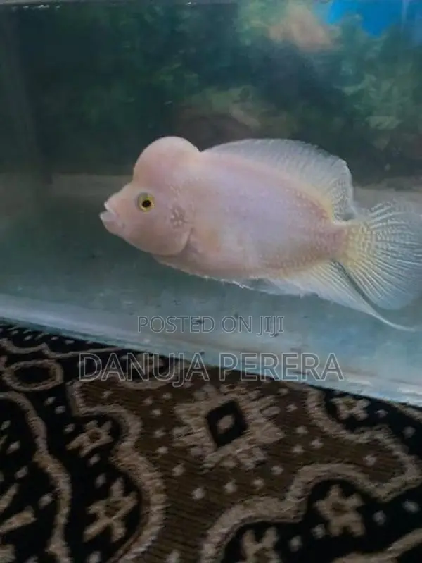 Flowerhorn